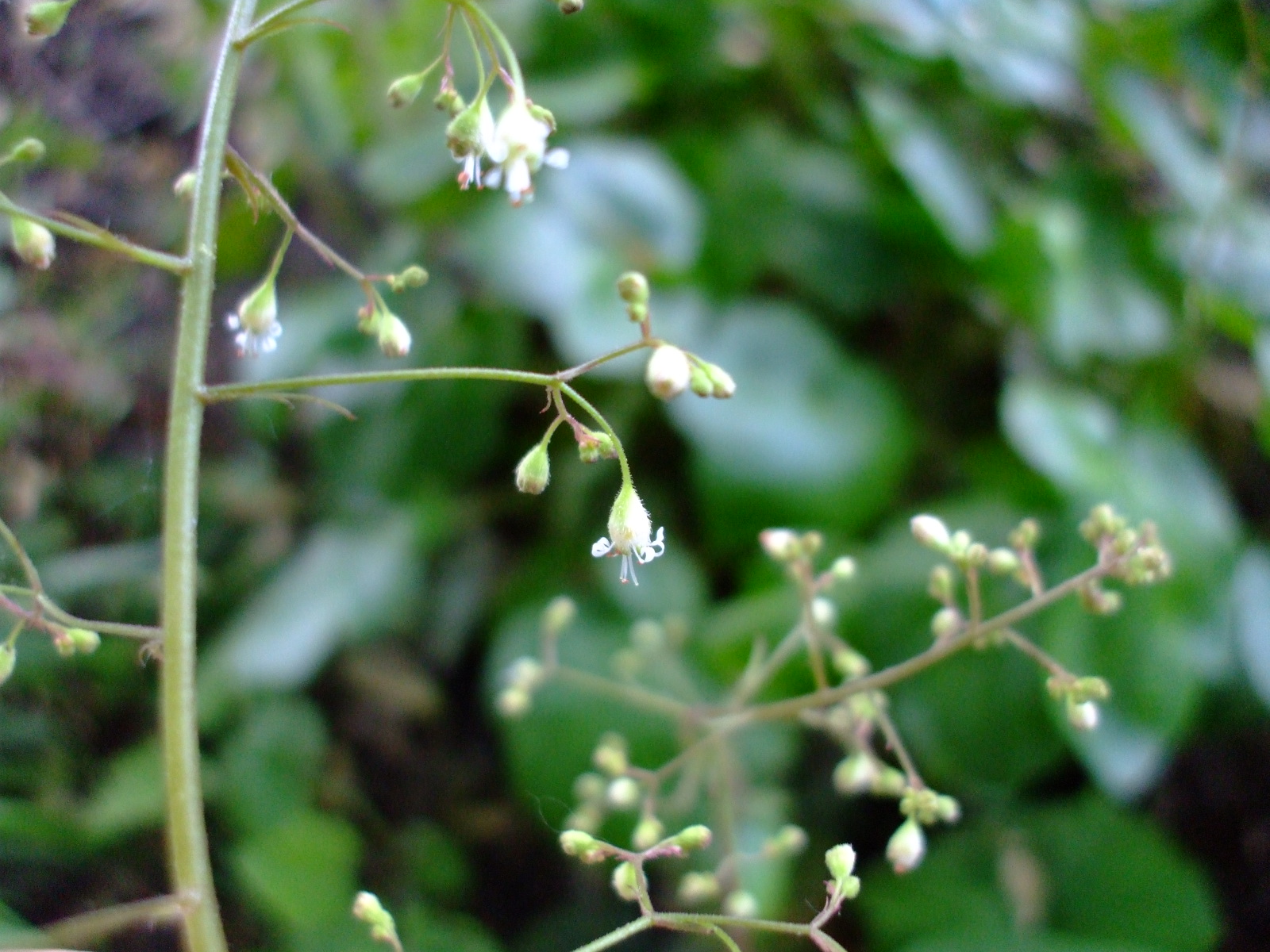Heuchera micrantha